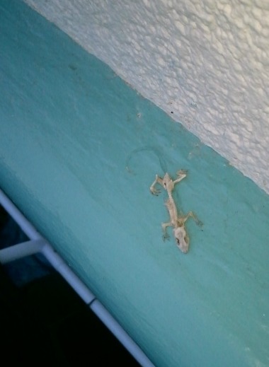 lizard