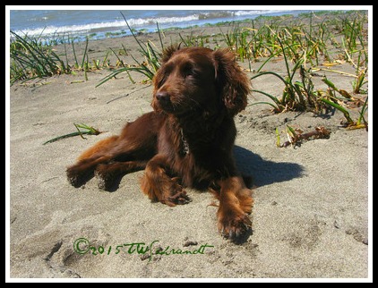 Brown dog