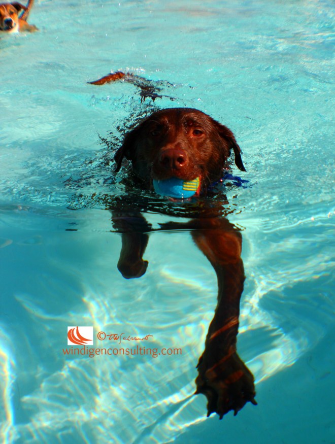 Dog-Paddlin
