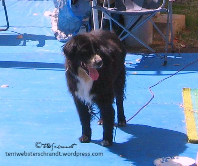 Oreo-Loved-the Delta