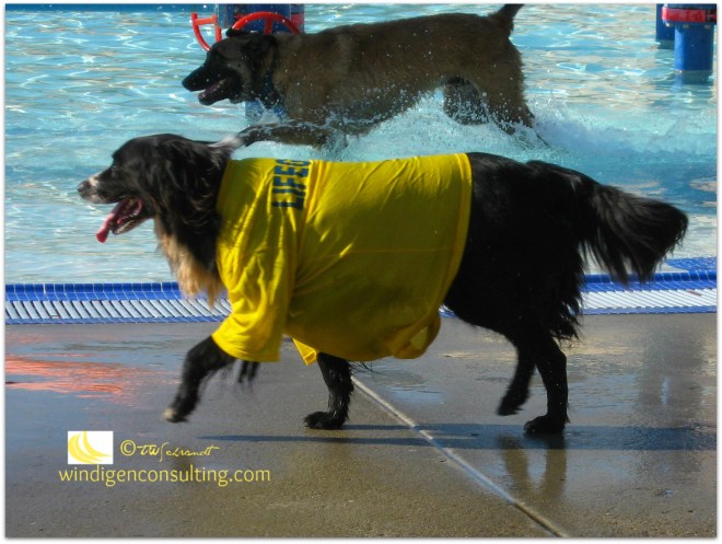 Oreo-the-Lifeguard