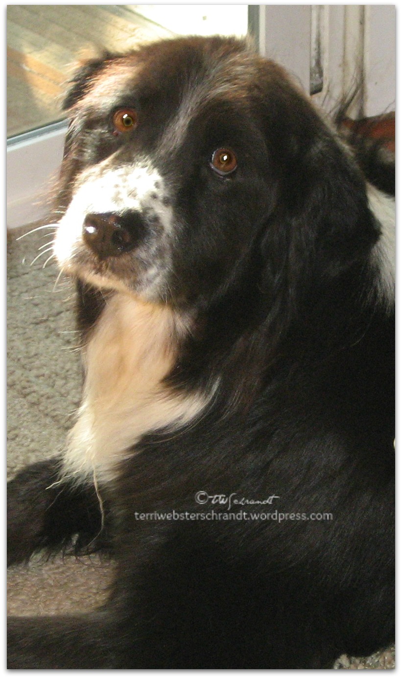 My Oreo Lives Forever: The&nbsp;Journey