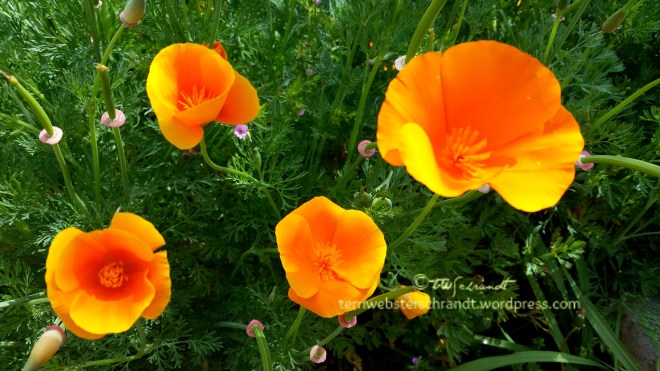 Prolific-Poppies