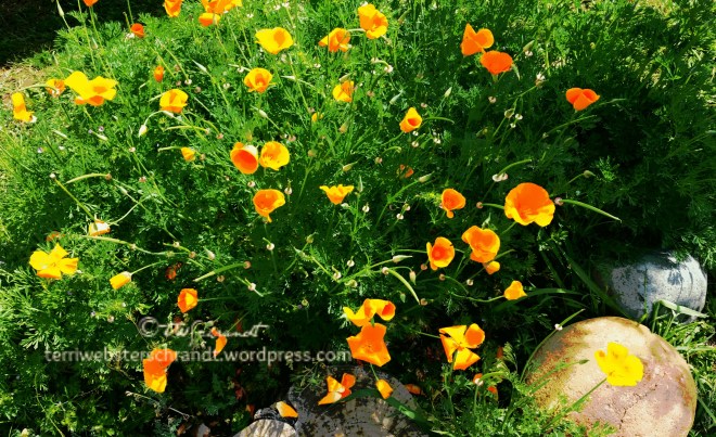 Prolific-Poppies