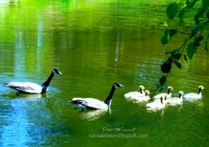 Goose-Family