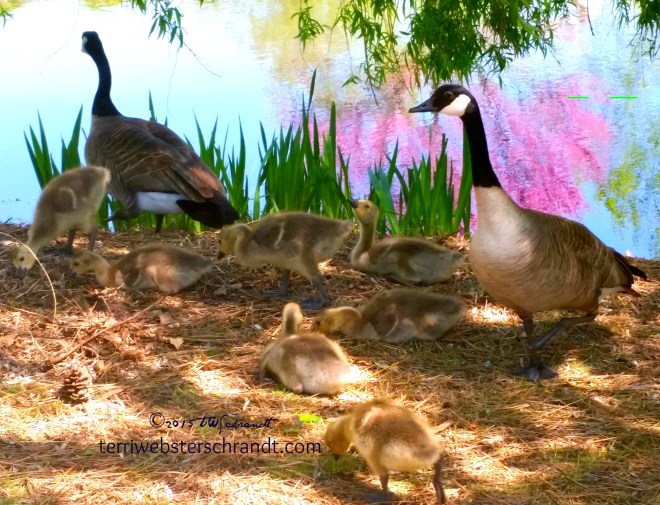 Nine-Geese-a-Laying