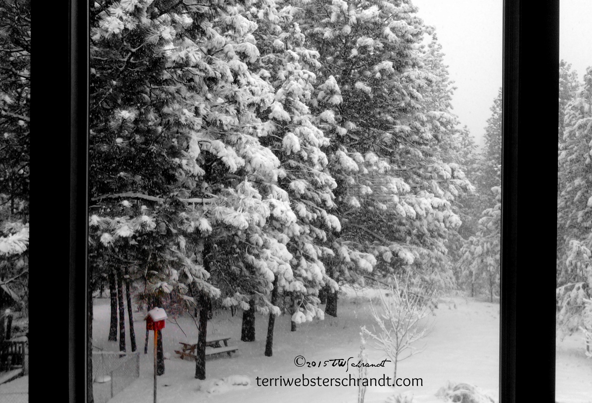 Snow-Envelops-Backyard