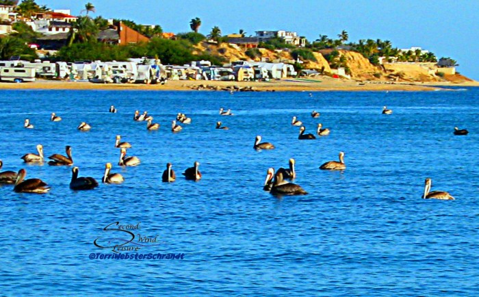 35 Pelicans