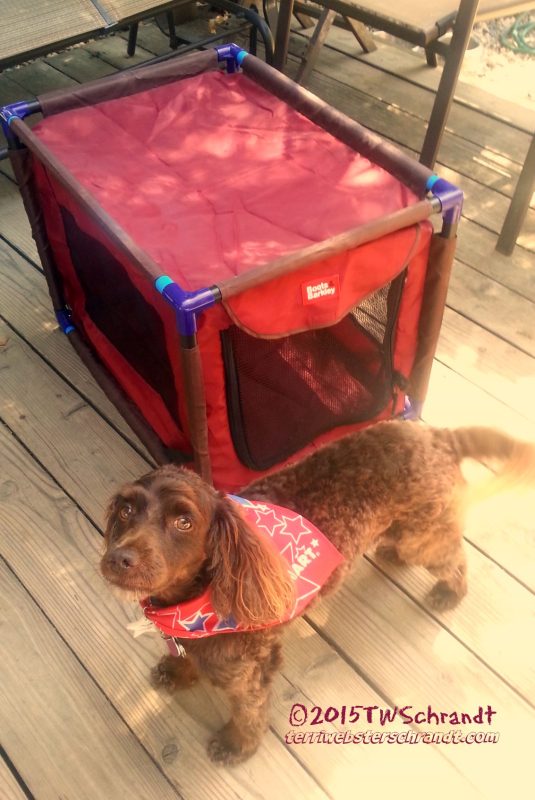 Aero and the&nbsp;Kennel