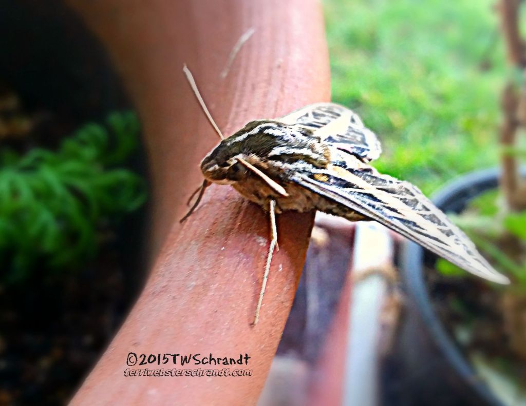 Sunday Stills: On the&nbsp;#Wing