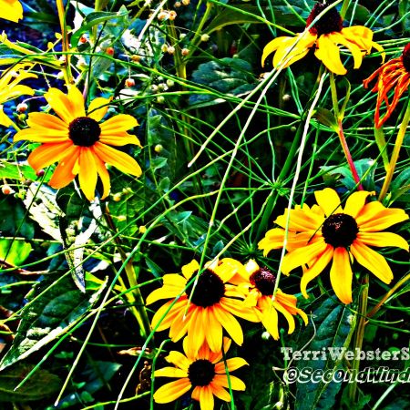 Late-Summer-cone-flowers