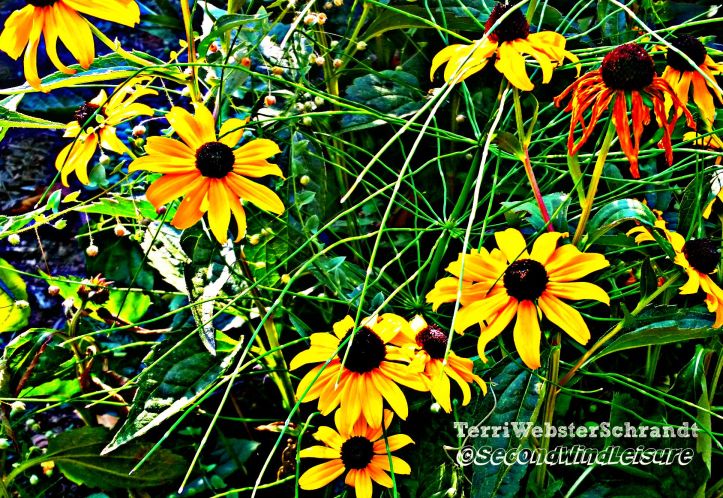 Late-Summer-cone-flowers