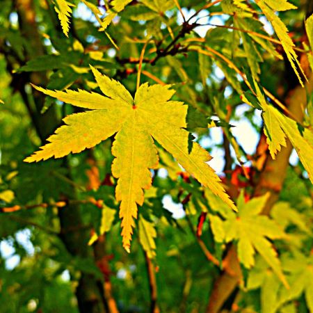 End-of-summer-Leaves