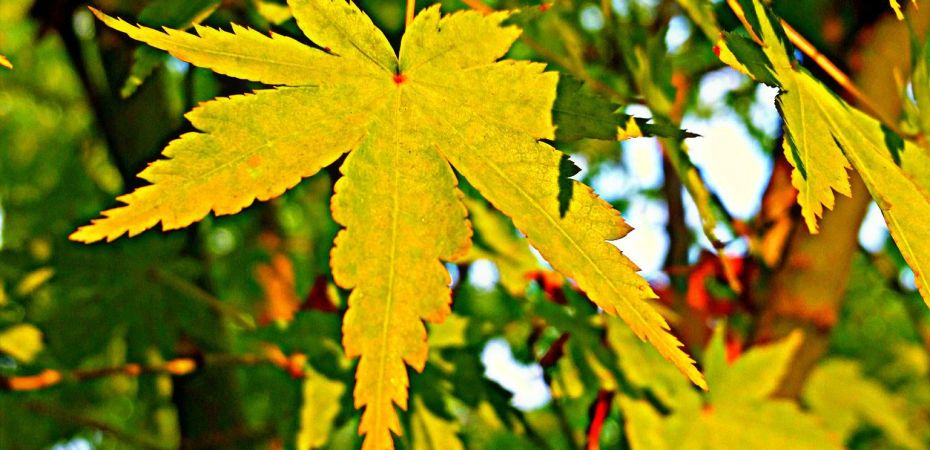 End-of-summer-Leaves