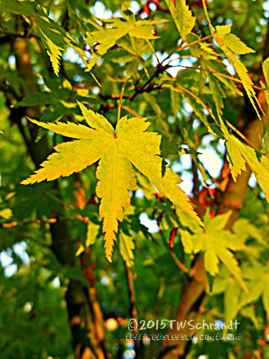 End-of-summer-Leaves