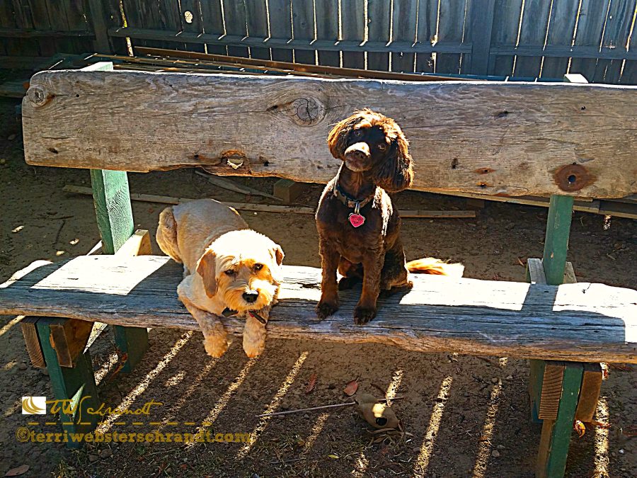 Bench Series: Dogs and&nbsp;Leaves
