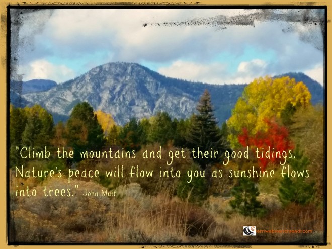 Sunshine-flows-into-trees