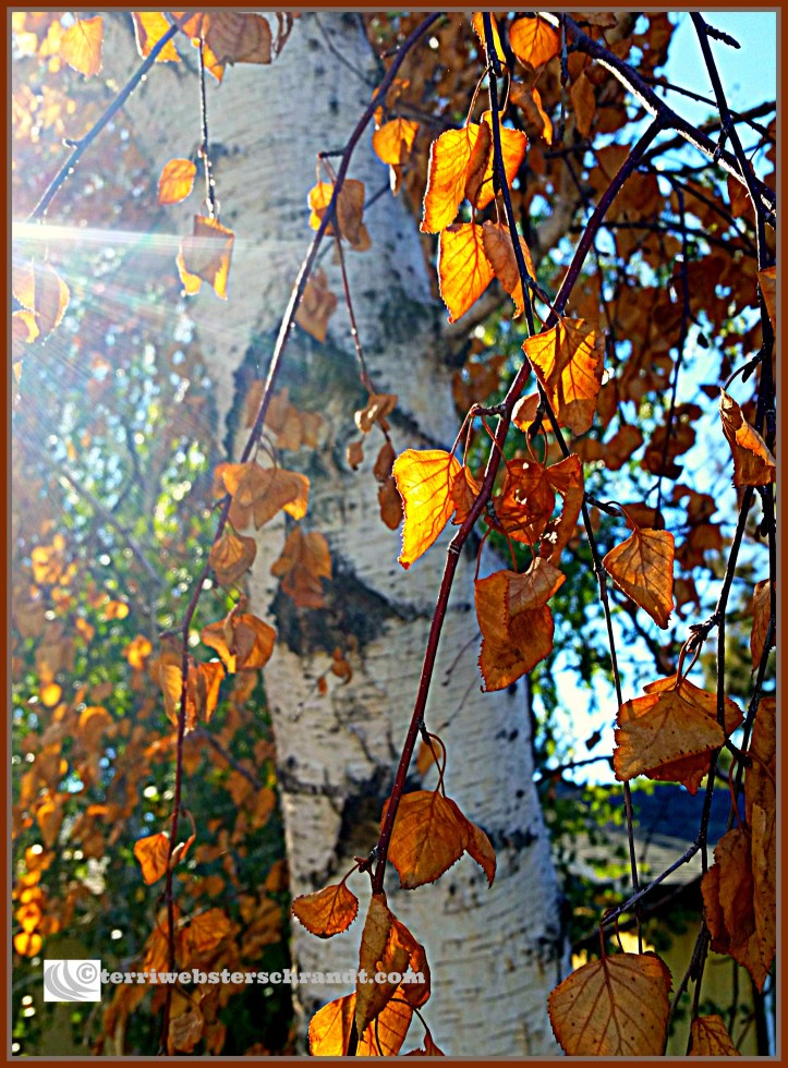Autumn Birch Tree