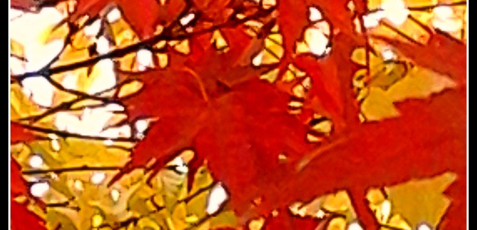 orange maple leaves against the yellow mulberry tree