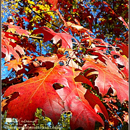 Bright red leaf colors peak in mid-November