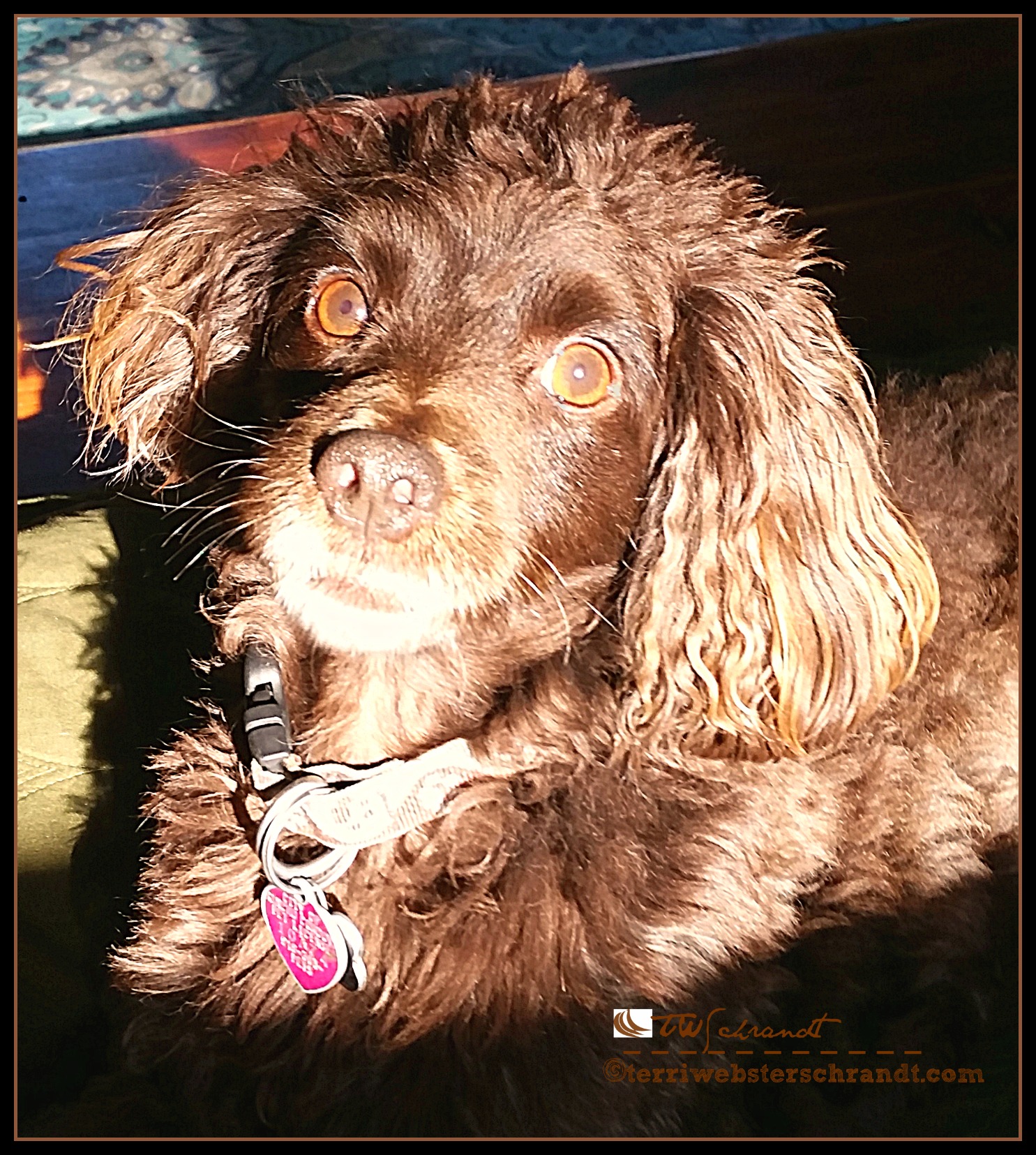 Aero's eyes show understanding of the word "walk."