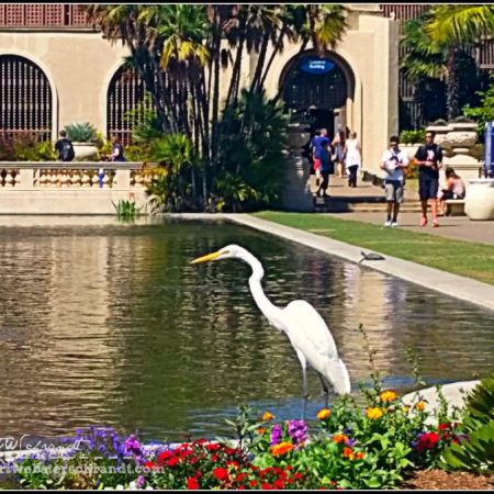 Balboa Park Koy Pond