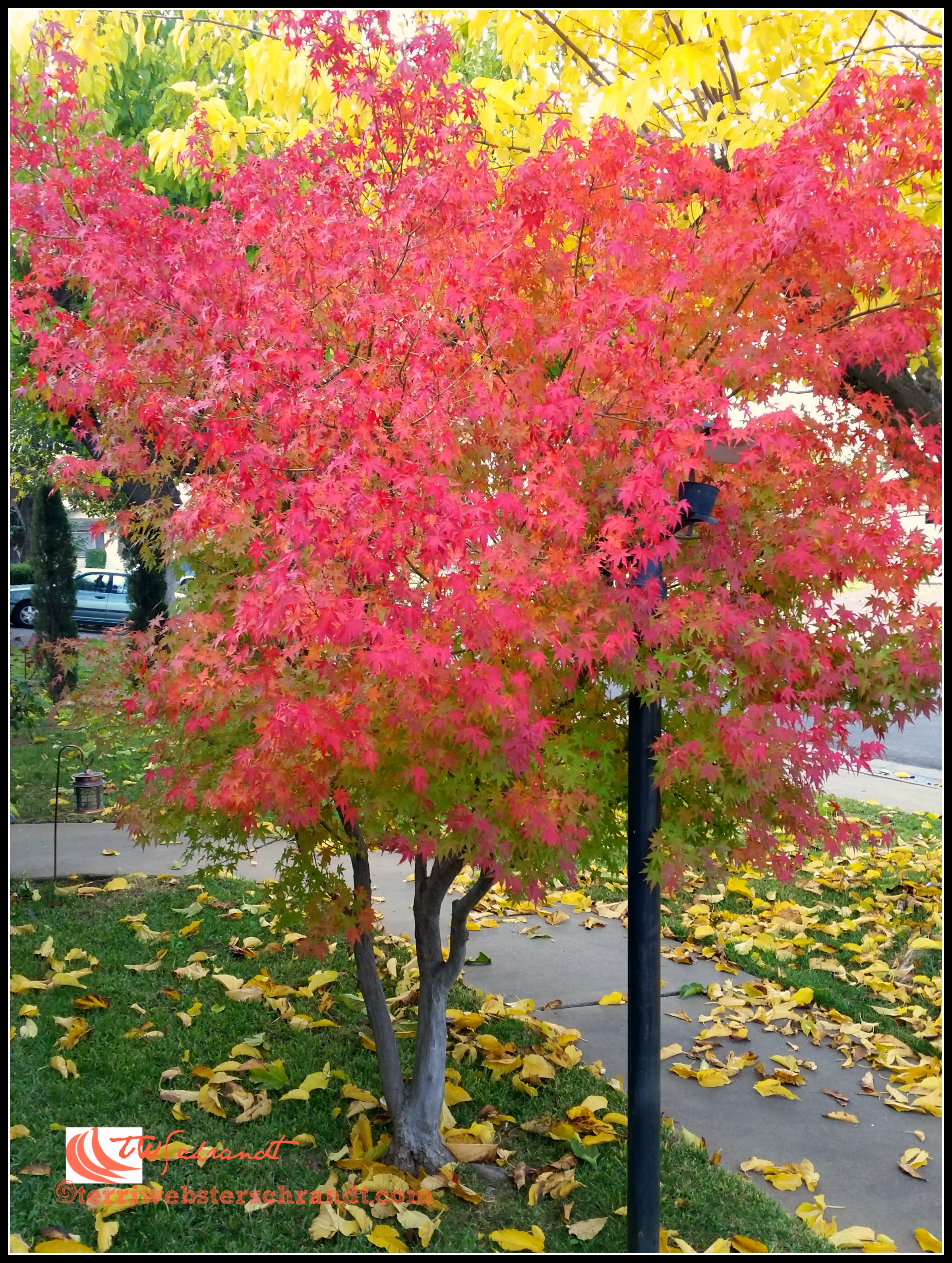 Chinese Maple In early December