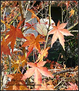 Drying Maple heading into winter dormancy.