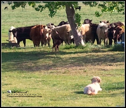 Gideon watches the herd gather