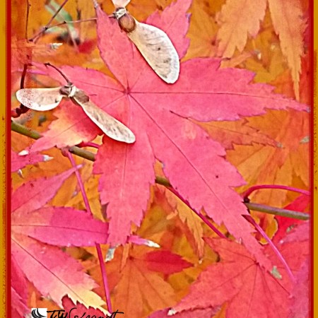 Maple begins to turn to seed