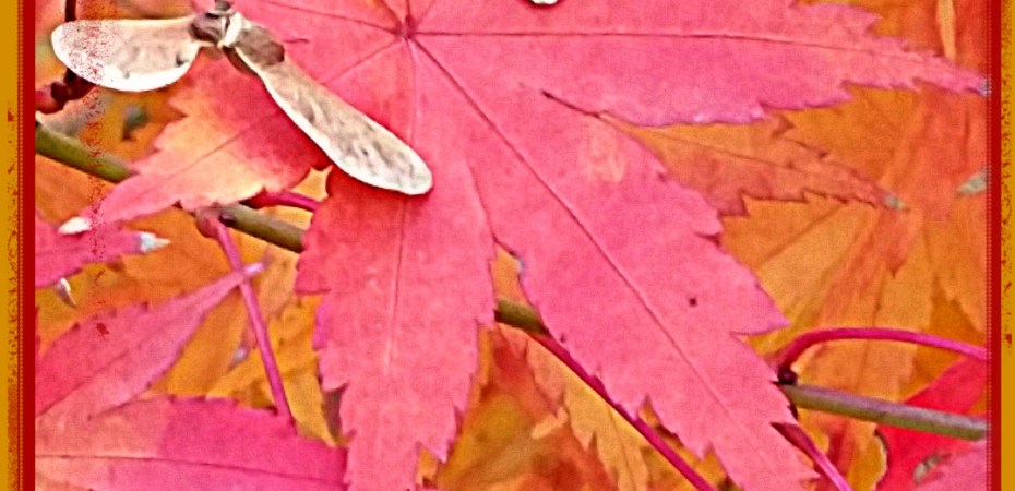 Maple begins to turn to seed