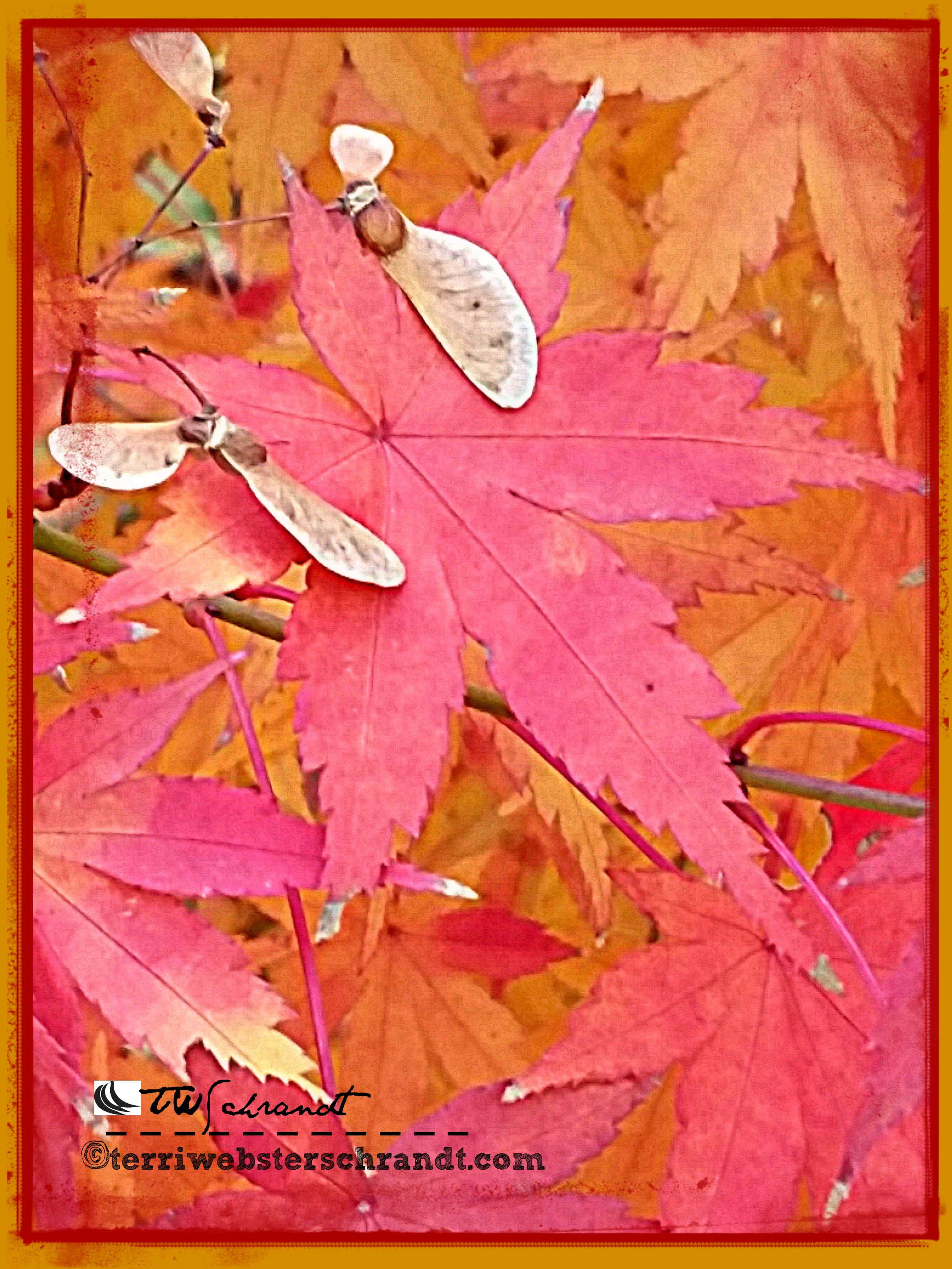 Maple begins to turn to seed