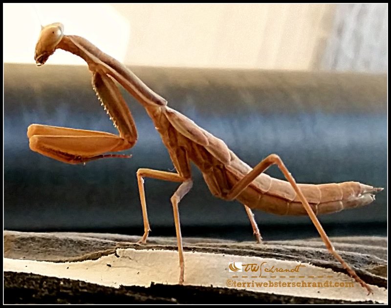 Praying mantis eyes me as he hangs out on my windsurf board.