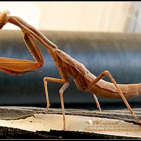 Praying mantis eyes me as he hangs out on my windsurf board.
