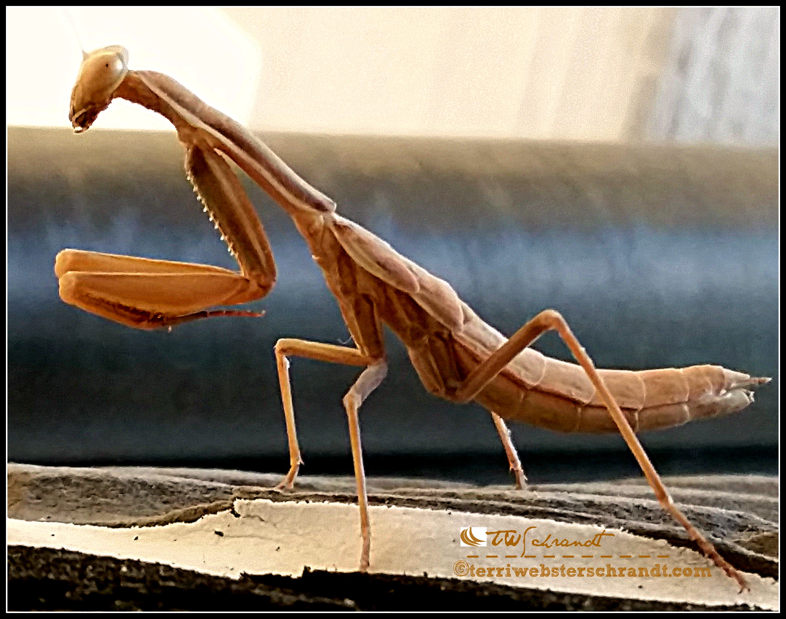Praying mantis eyes me as he hangs out on my windsurf board.