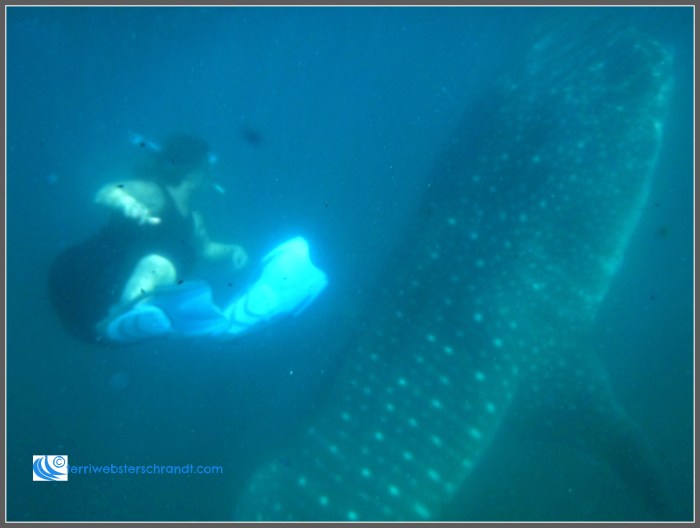 Whale shark was a few feet away from me. A good 20-footer.