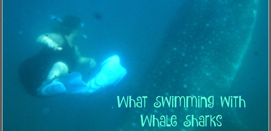 What swimming with whale sharks taught me