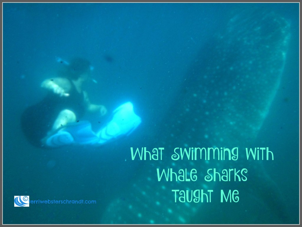 What Swimming With Whale Sharks Taught&nbsp;Me