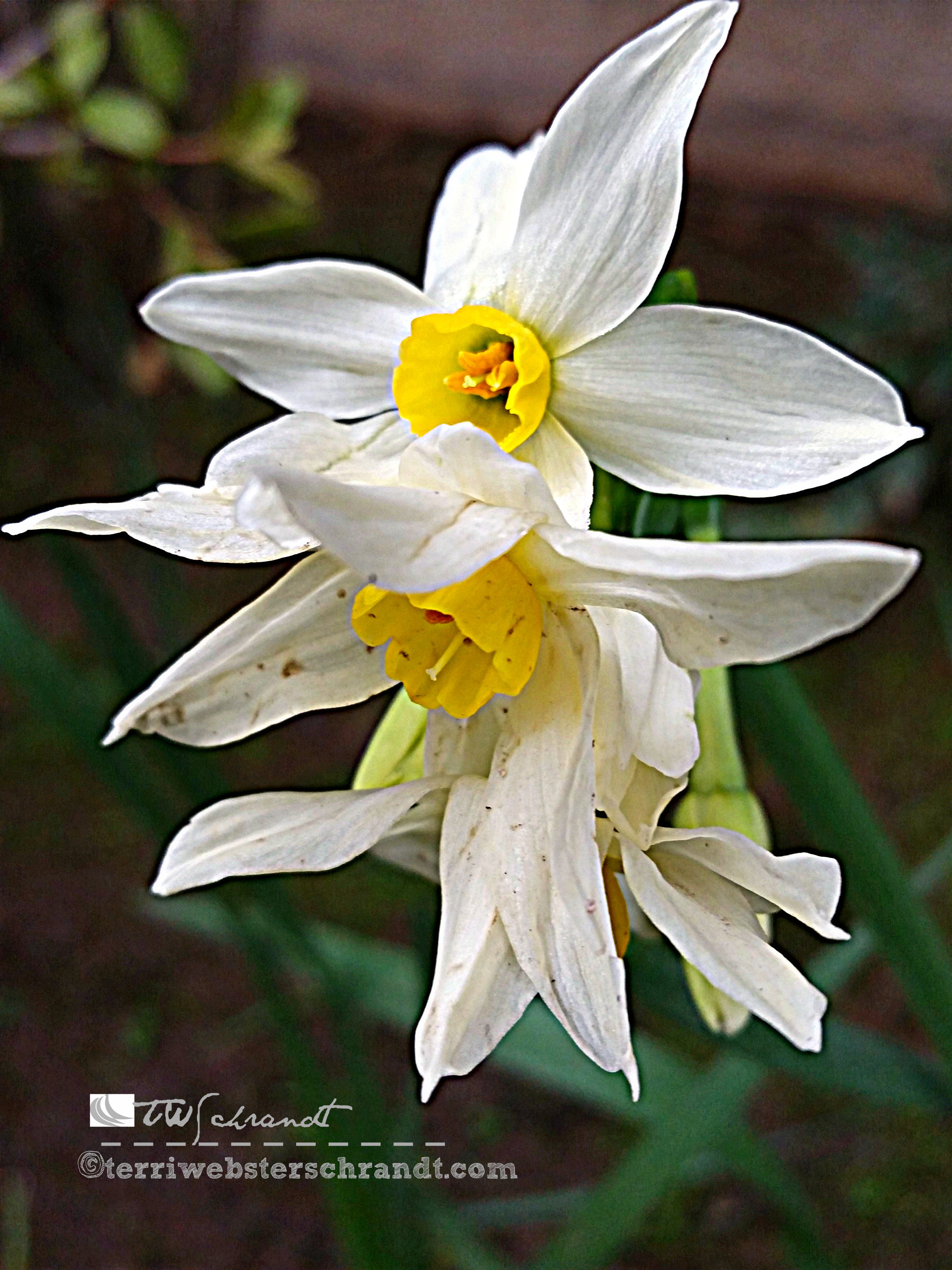 Vibrant Paperwhites
