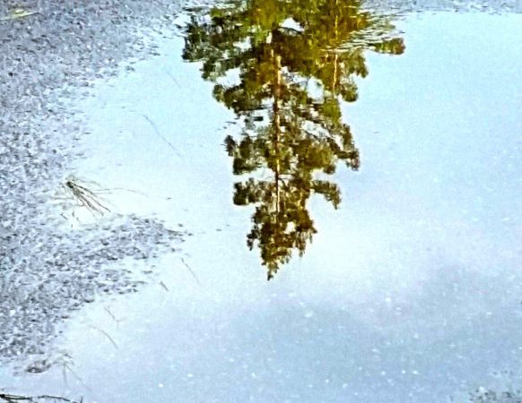 Reflection of a winter evergreen reflected in a puddle beneath my feet.