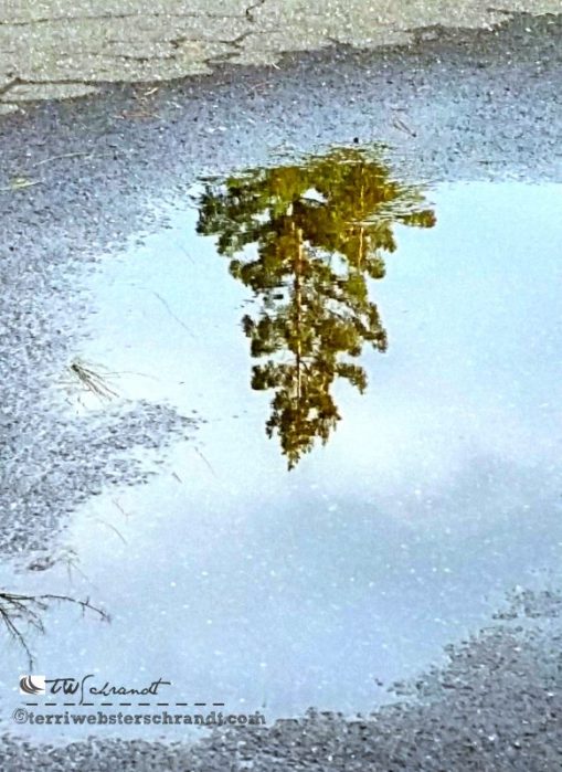 Reflection of a winter evergreen reflected in a puddle beneath my feet.