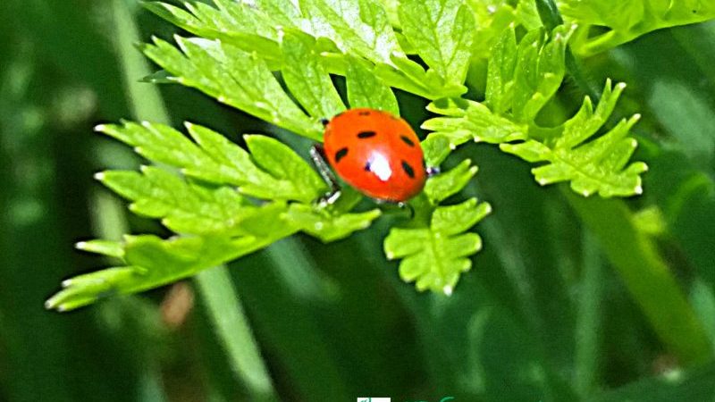 the ladybug