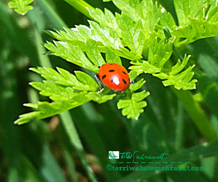 Step carefully, spring green beneath my feet, but watch out for the ladybug!