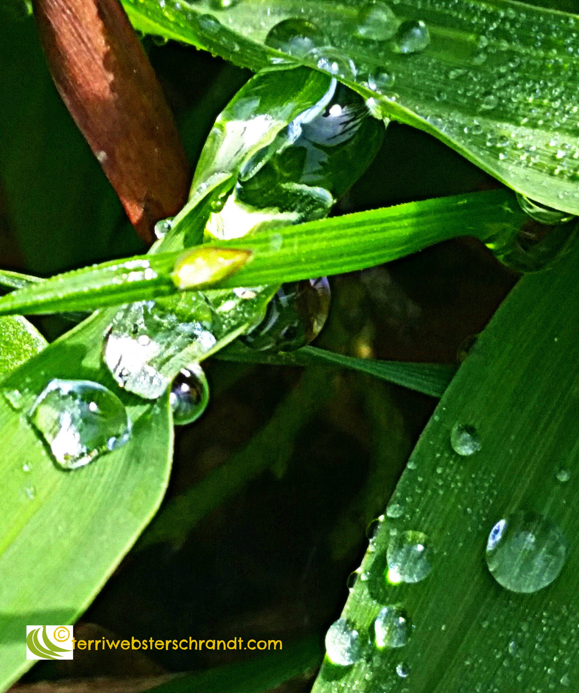 variation of drops on blades of grass
