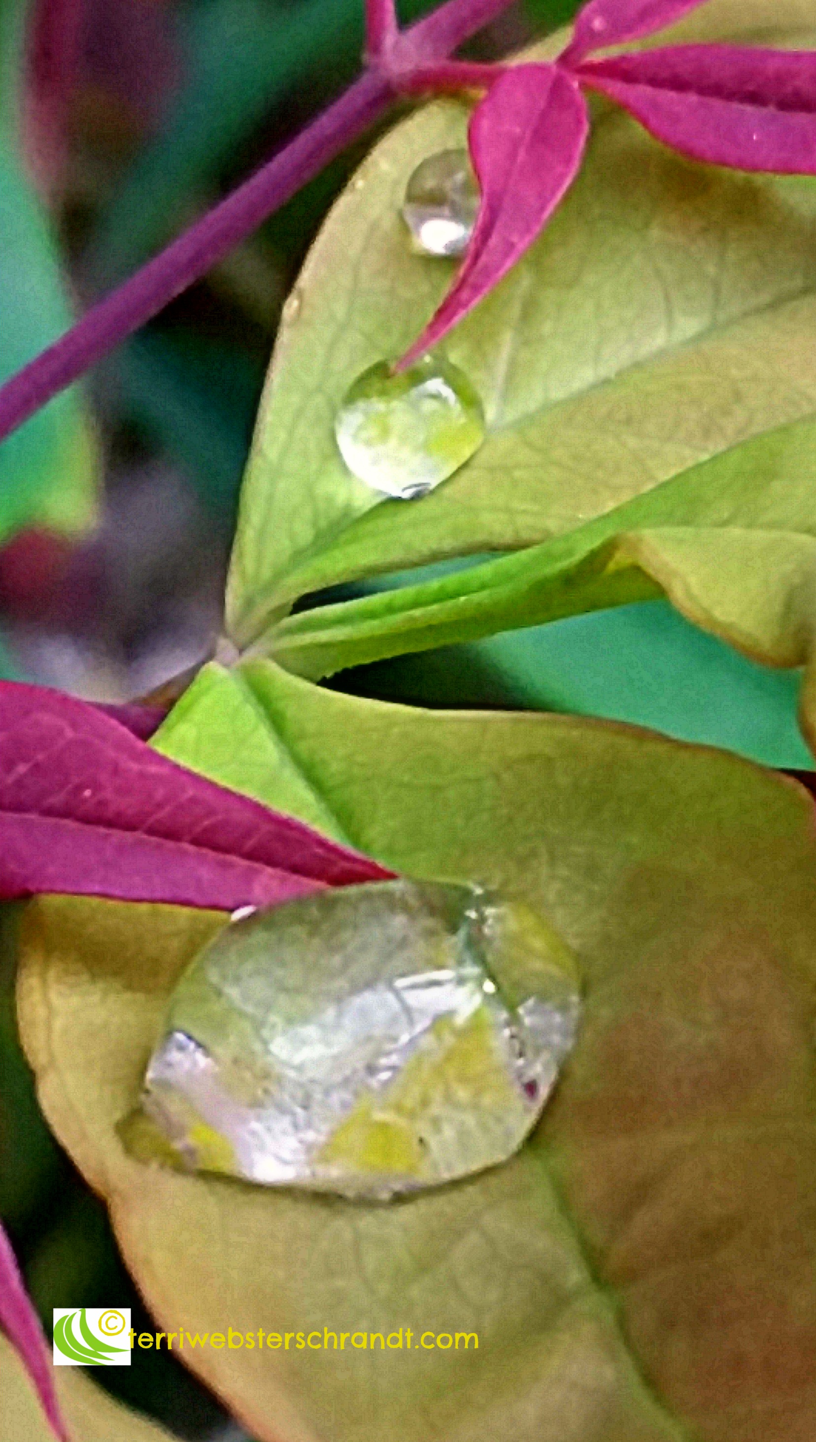 Rain drops dance on a spring leaf