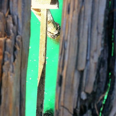 Gaps in Pacific Beach Pier yields a wondrous view
