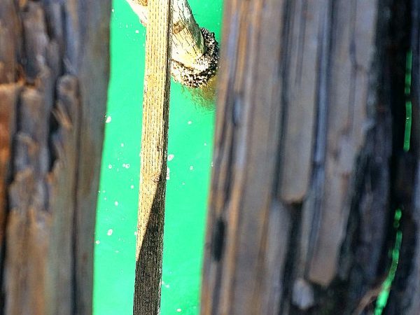 Gaps in Pacific Beach Pier yields a wondrous view