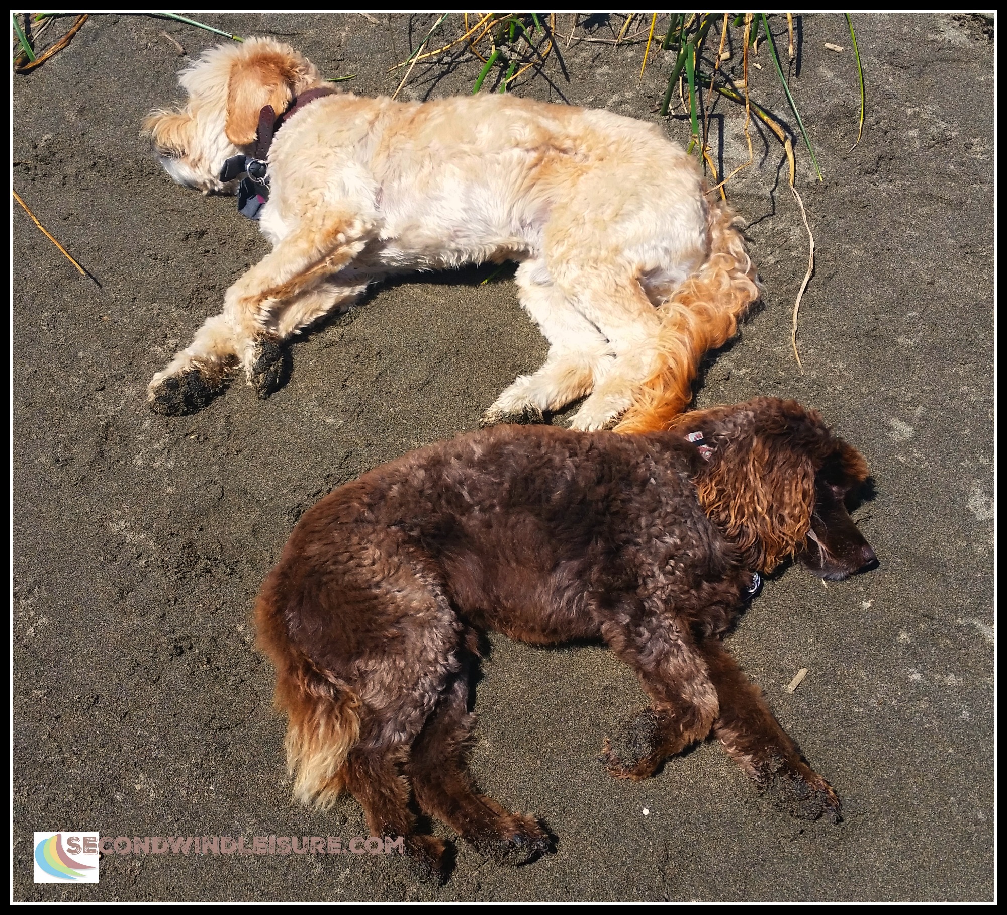 Wiped Out after a long day hanging out with the windsurfers