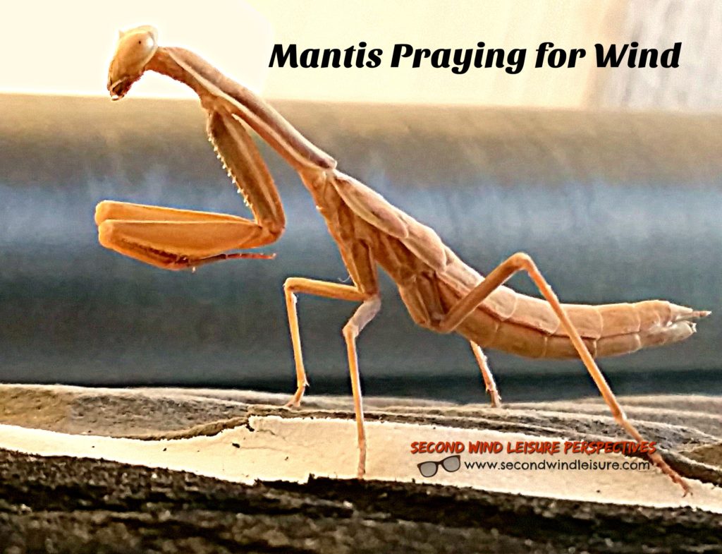 Mantis praying for wind, as it sits on my windsurf board
