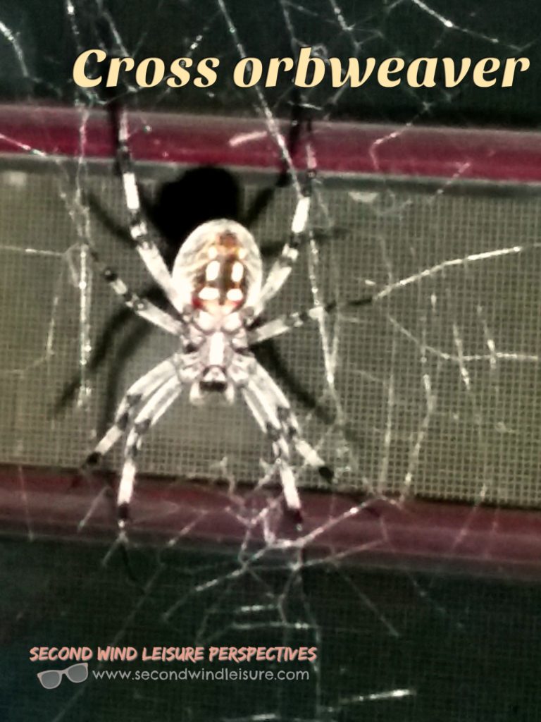 Orbweaver spider